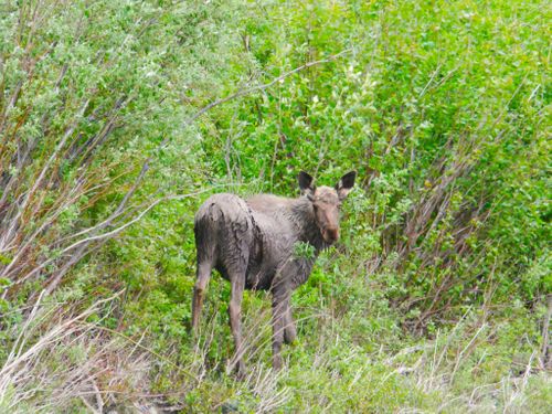 Yukon Canoe Expedition