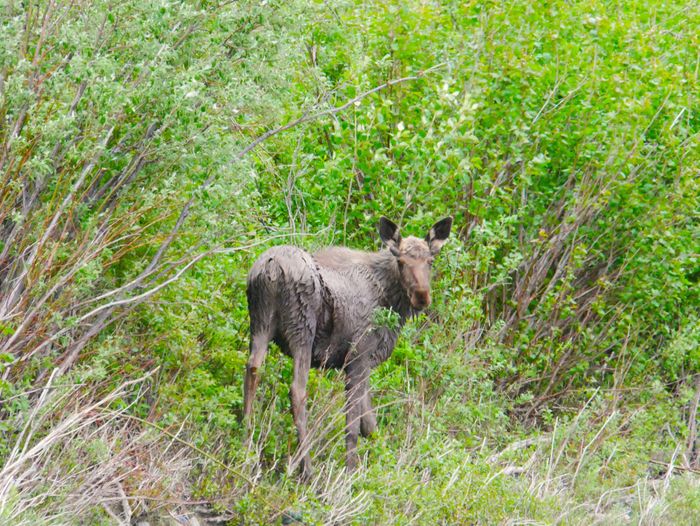Yukon Canoe Expedition