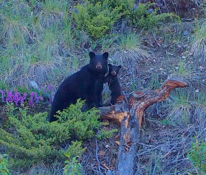 Yukon Canoe Expedition