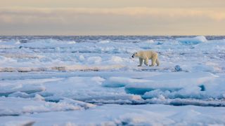 Exhibitor profile image for PolarQuest