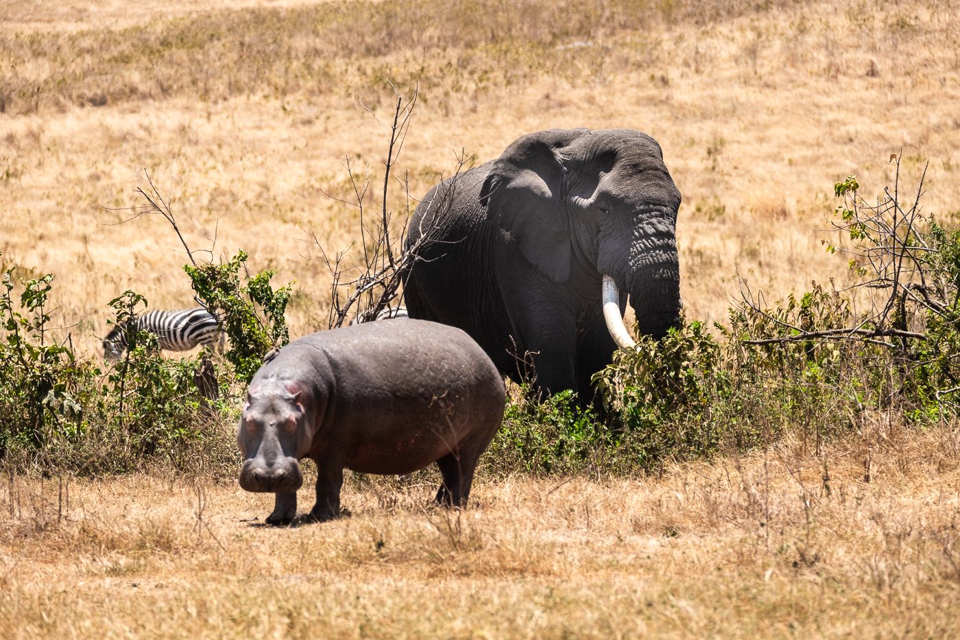 Cover image - Tanzania Local Safaris