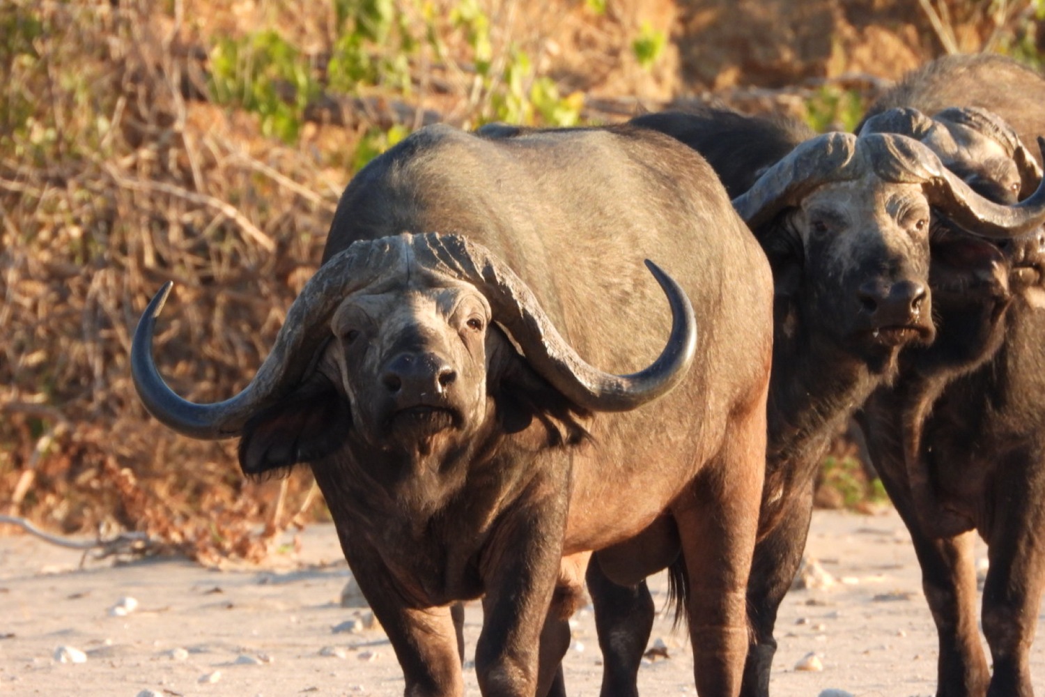 Cover image - Mhara River Camp