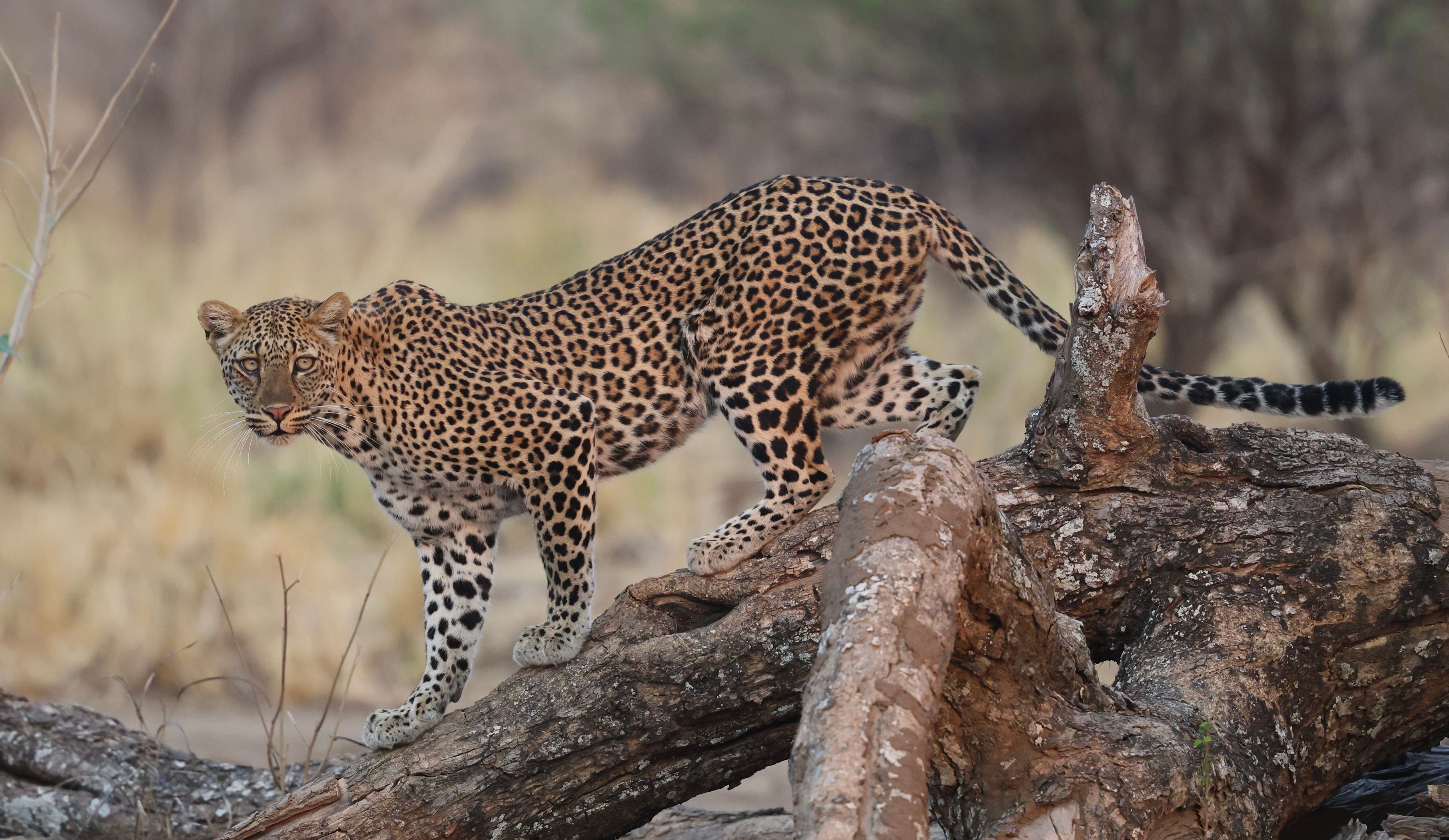 Cover image - Tracks Safaris