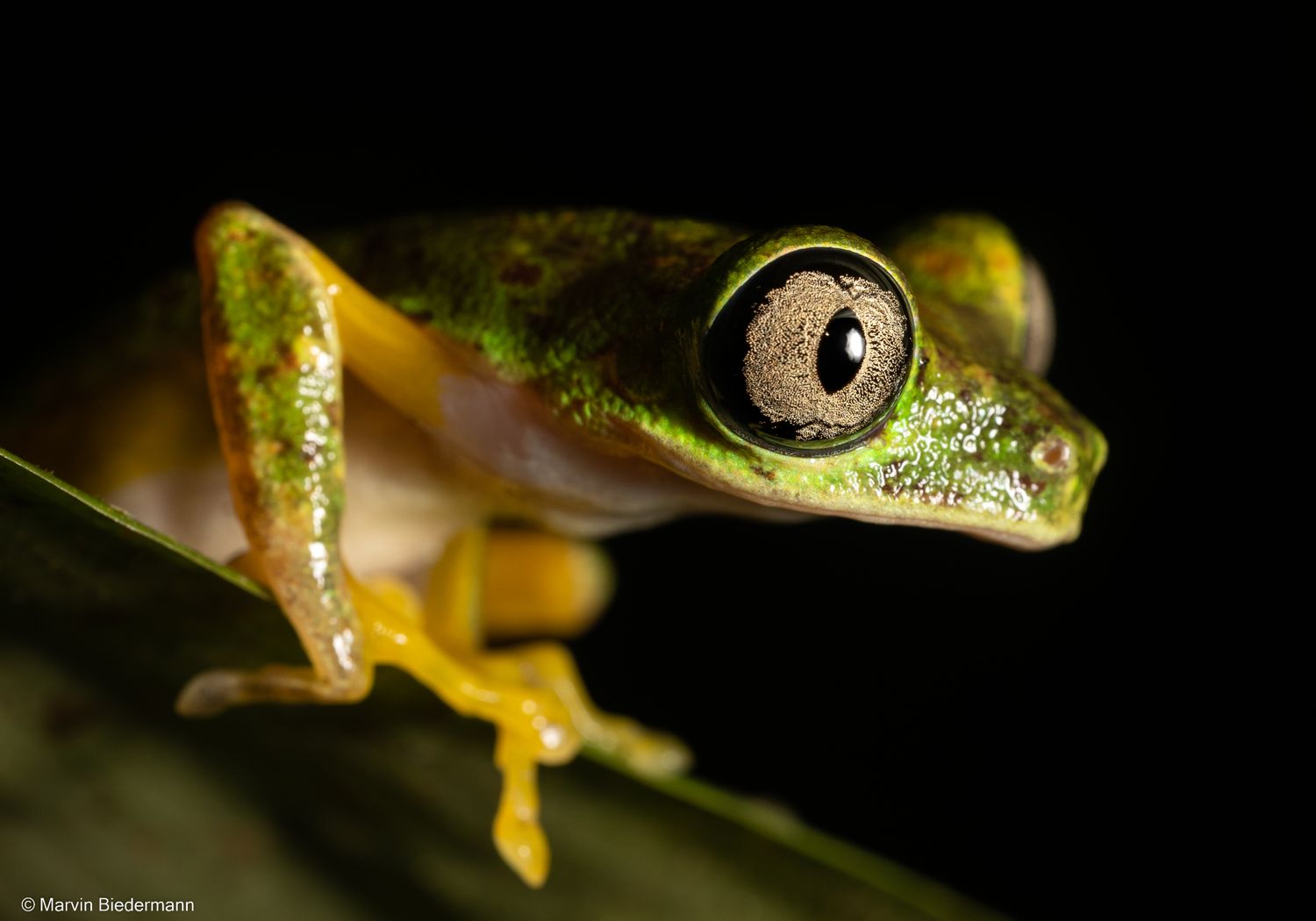 Cover image - ARK Expeditions