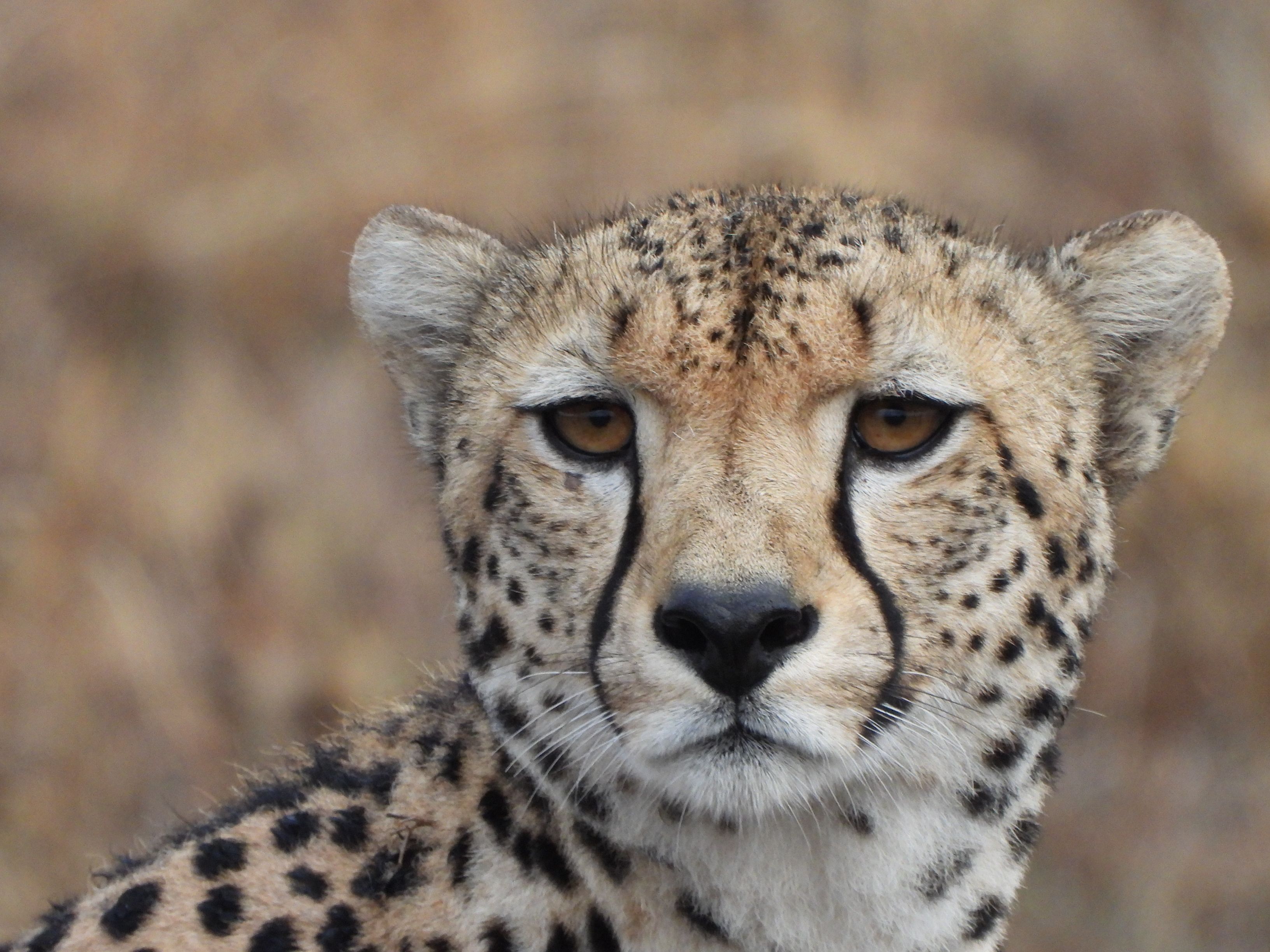 Cover image - African Star Tours