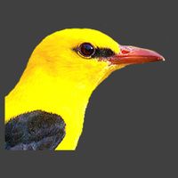 Company name - Wild Herzegovina