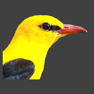 Exhibitor profile image for Wild Herzegovina