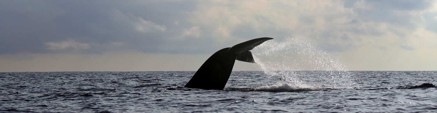 Cover image - Instep Adventures