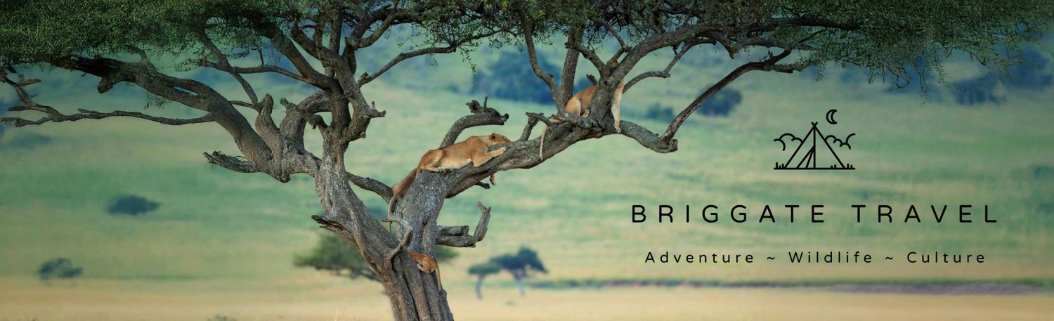 Cover image - Briggate Travel