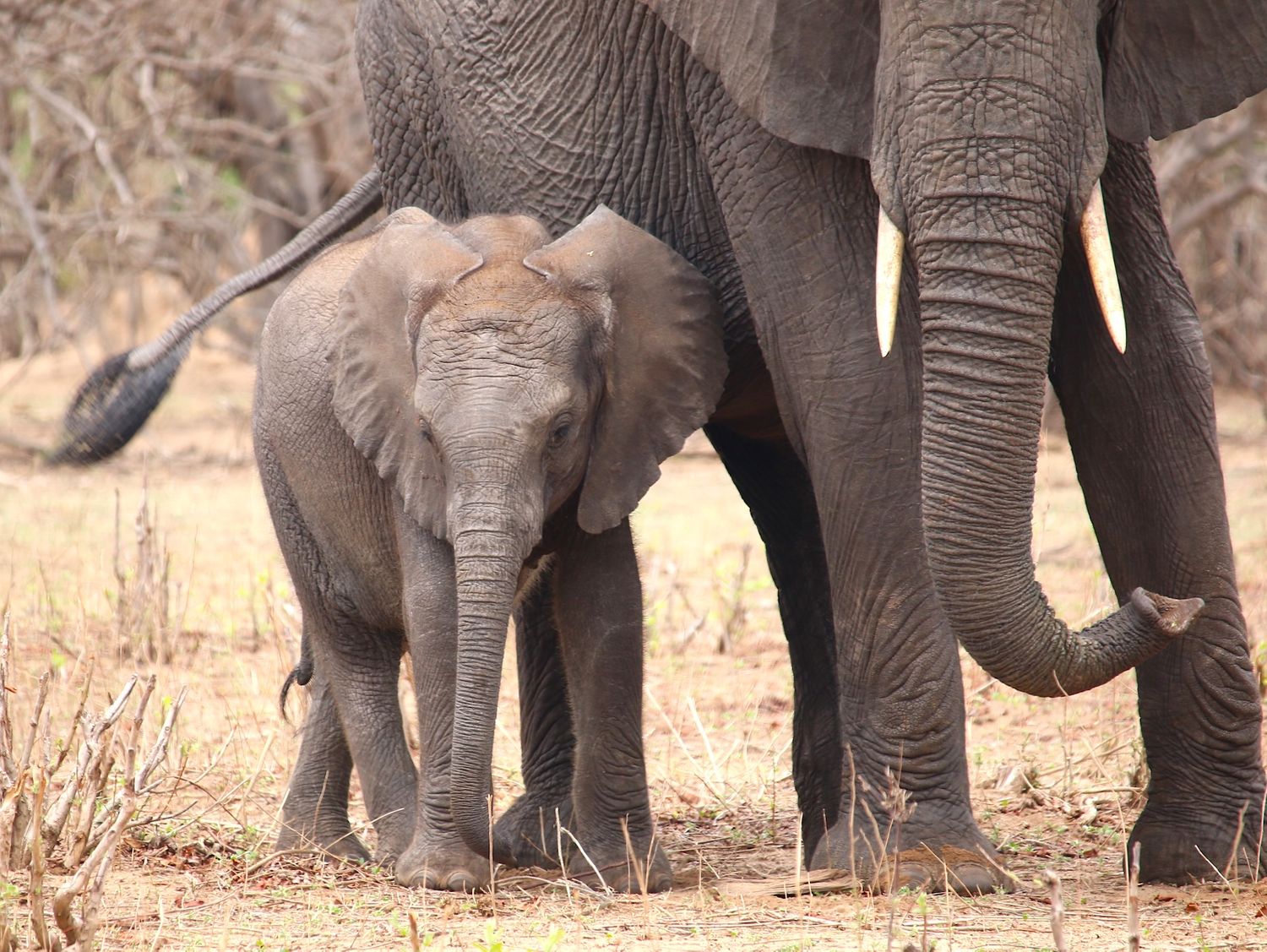 Cover image - Sense Earth