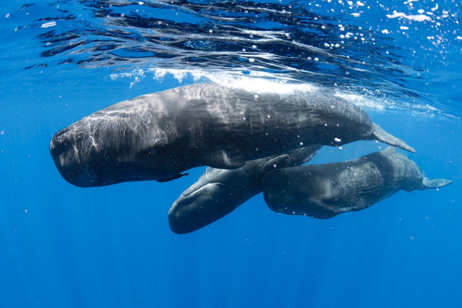 Cover image - Paradise Promotions