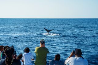 Exhibitor profile image for Paradise Promotions