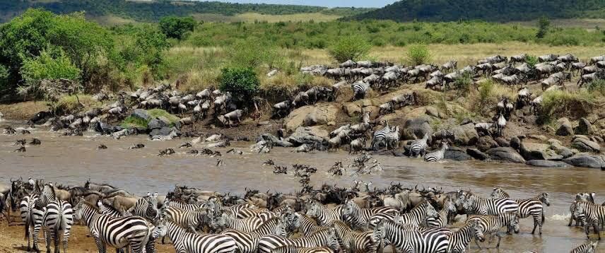 Cover image - Heavenly Wonder Safaris