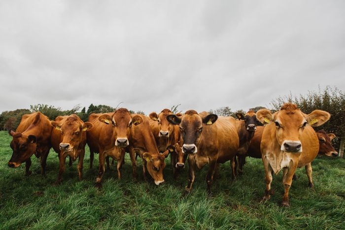 Brades Farm Barista Milk