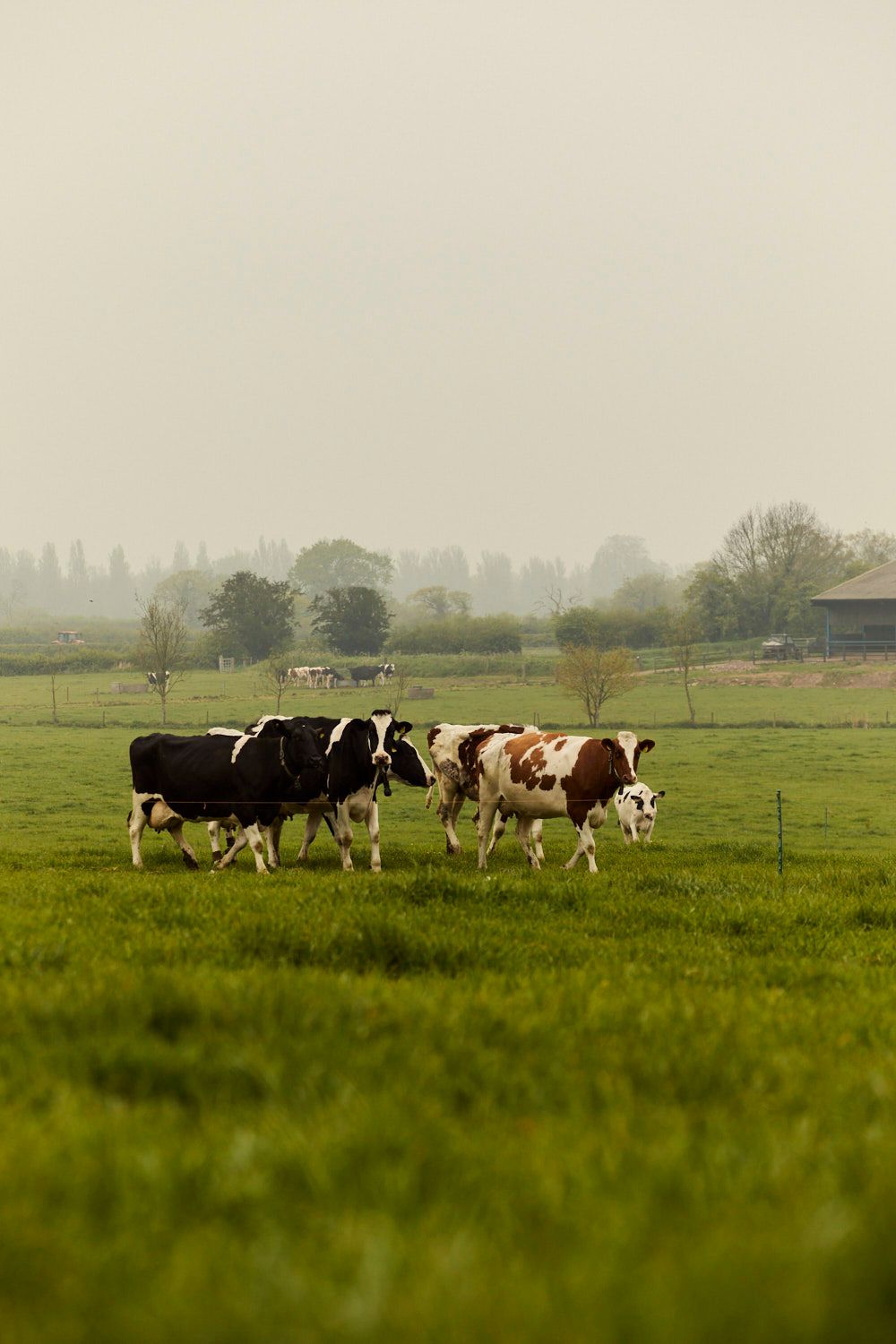 Cover image - The Estate Dairy