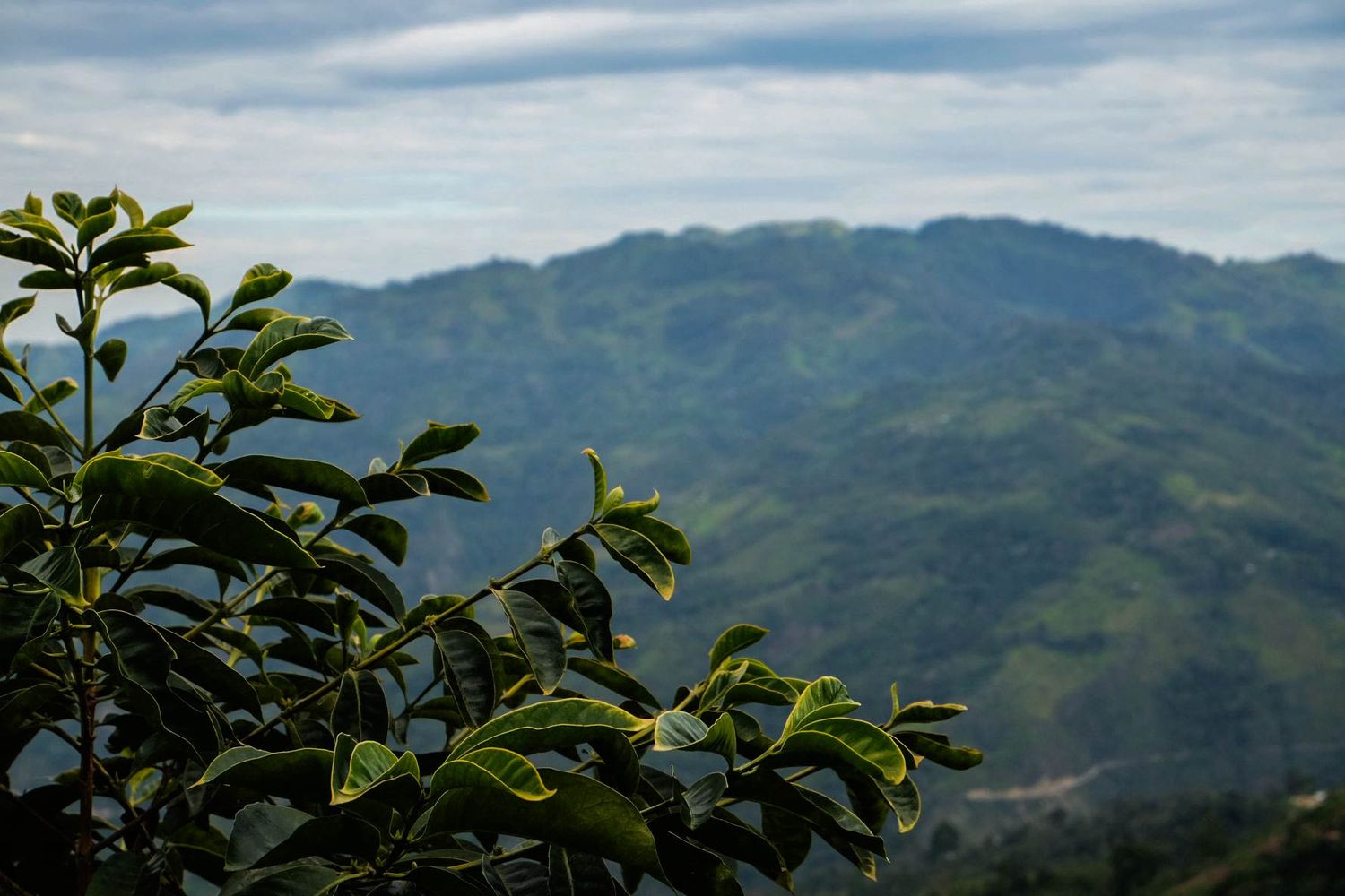 Cover image - Equatorial Traders
