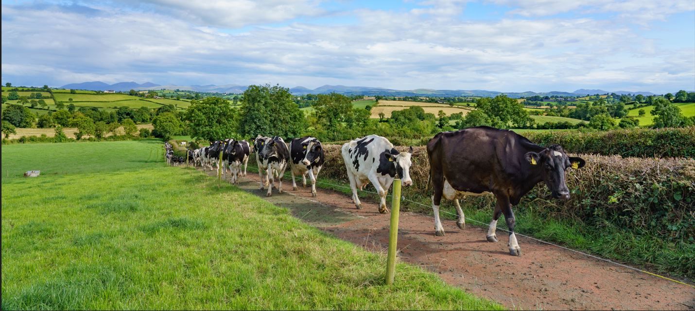 Cover image - Lakeland Dairies