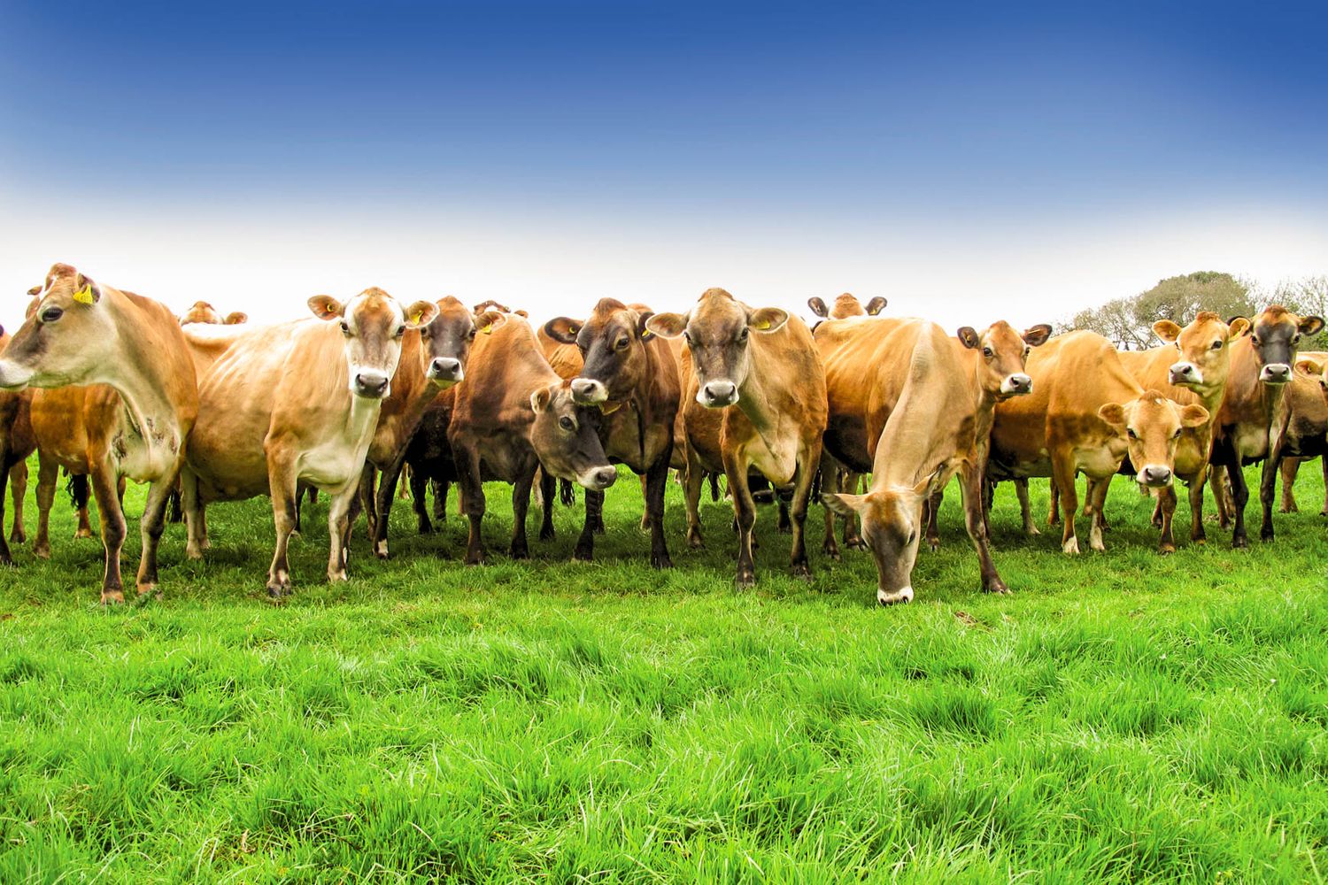 Jersey Dairy