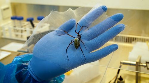 Nature-Inspired Engineering: Spider Silk