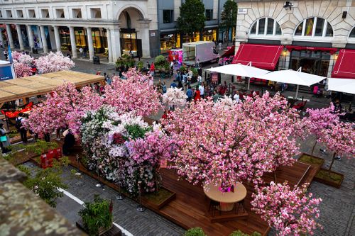 Blossoms