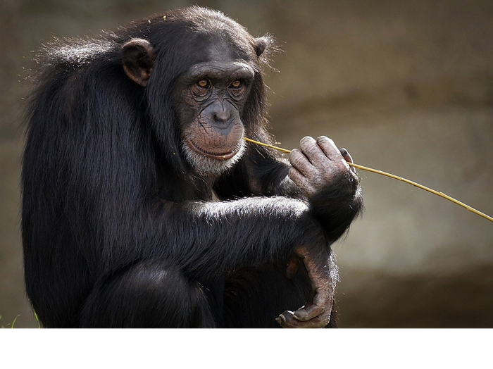 Introducing the first ever AI conference assistant