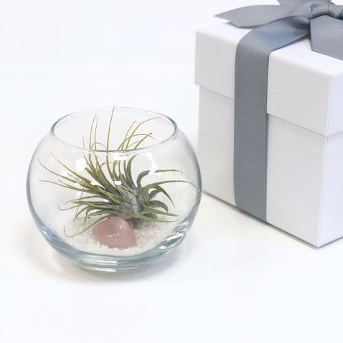 Token Event Gifts - Mini Terrarium Kit