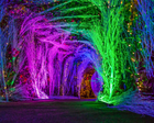 Foliage Tunnels