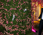 Photo Backdrops
