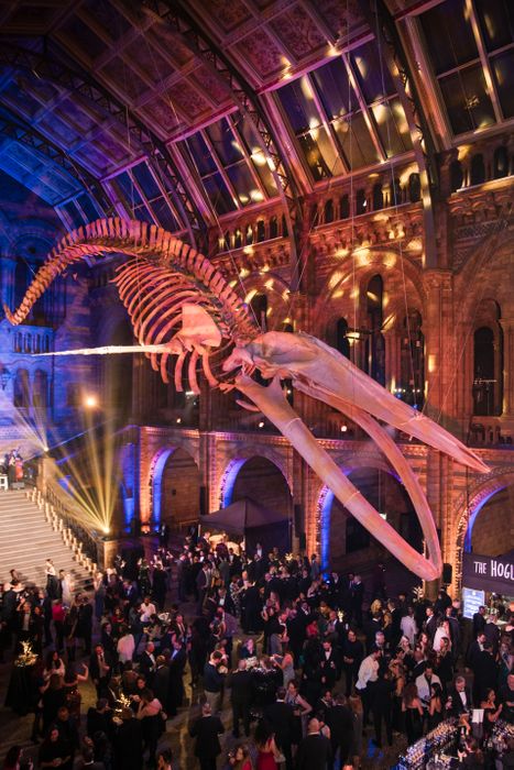 Christmas Party at the Natural History Museum