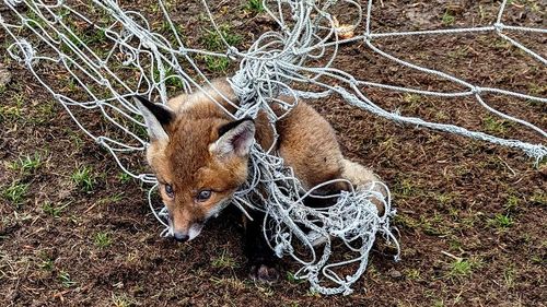 RSPCA urges football clubs to put away nets to stop animals getting stuck