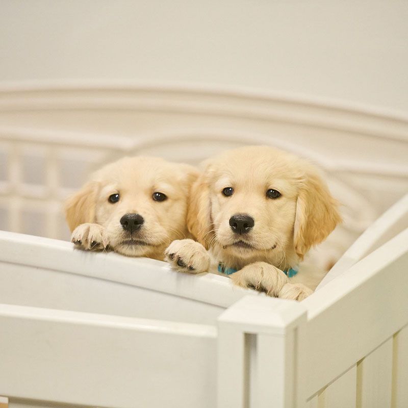 Universal Fibers CDW 24