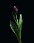 Twisted Flower