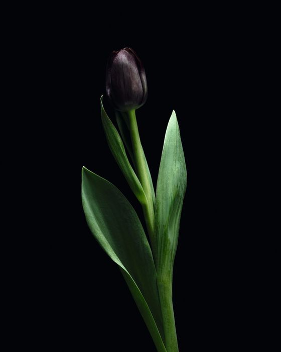Twisted Flower