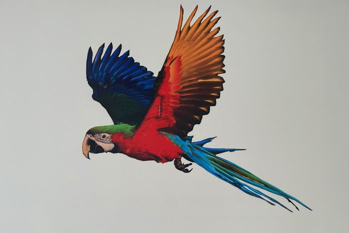 Parrot Mural for Kids’ Bedroom