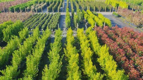 Hedging provided by Hedging UK