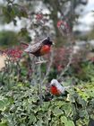 Robin Red breast Garden Feature, two designs to choose from