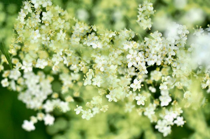 Elderflower Vodka