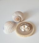 Inspired by nature collection