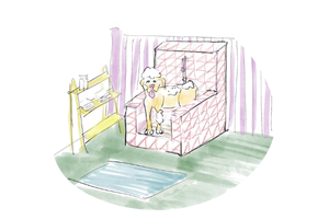 Pooch Parlour