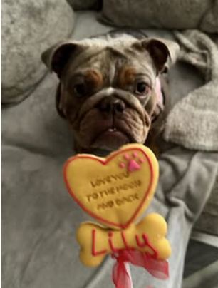 Shelbys Dog Bakery
