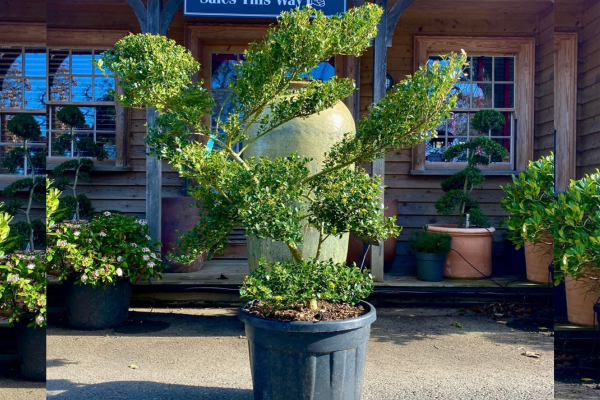 Plant