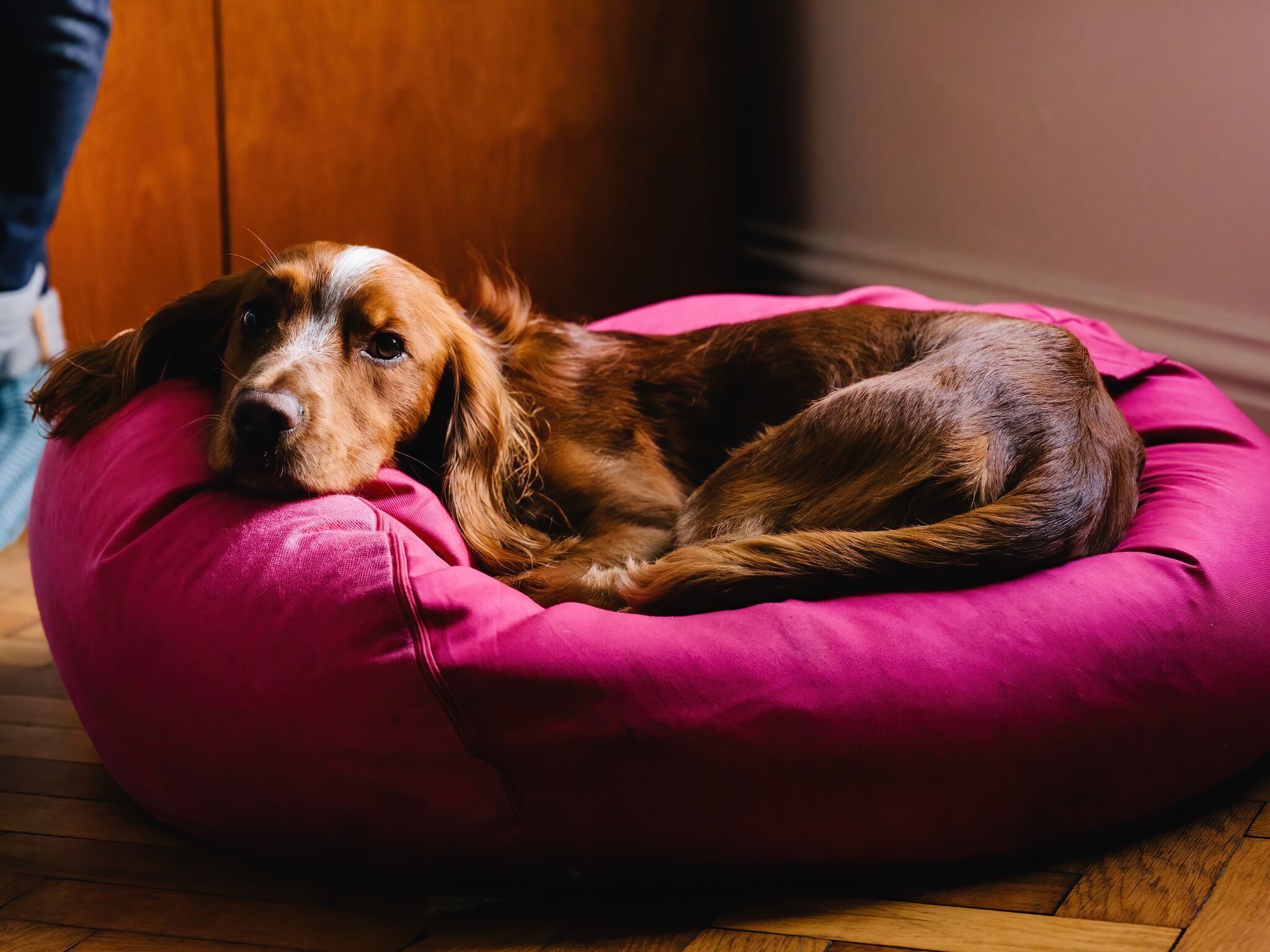 Dogs trust news & trends