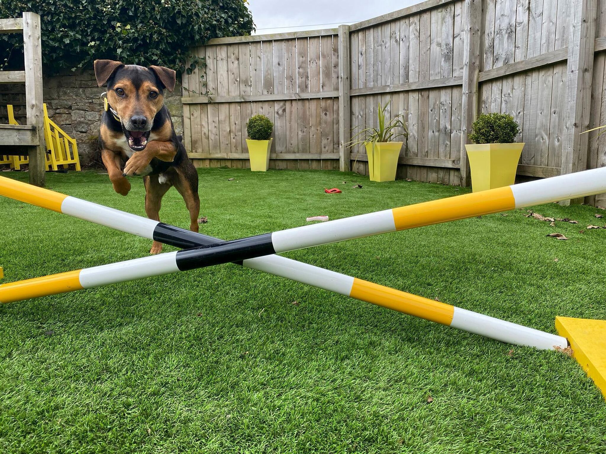 Dogs trust news & trends