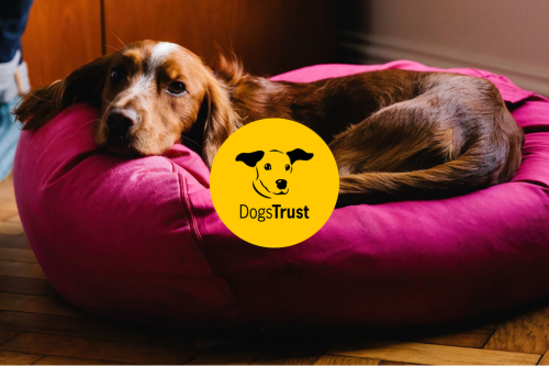 Dogs Trust 
