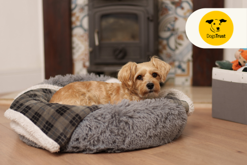 Designing with Dogs in Mind: A Stylish Way to Celebrate National Love Your Pet Day