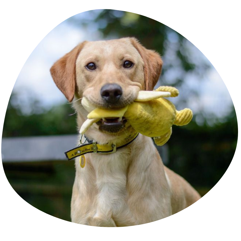 Dogs Trust