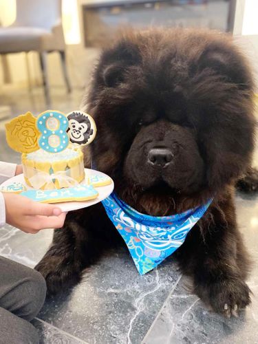 Shelbys Dog Bakery an AWARD WINNING DOG BAKERY