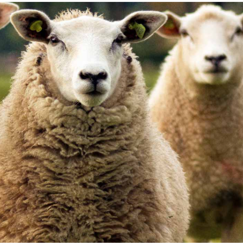 Scottish Organic Producers Association