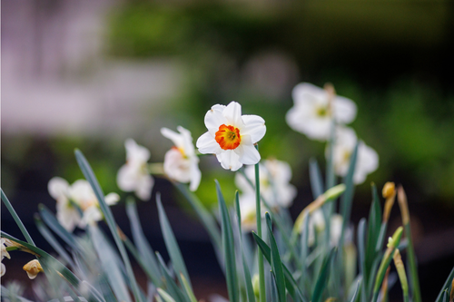 Ideal time to plant a bulb lasagne