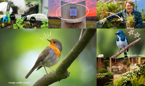 Show your garden birds some love